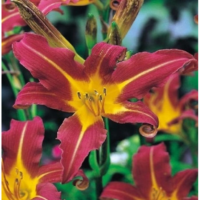 Dienziedes RED MAGIC 8gab