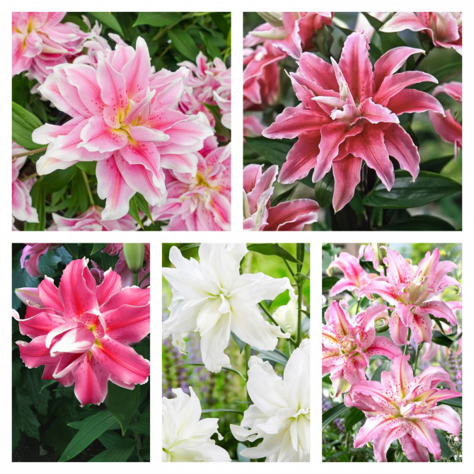 Lilijas Austrumu pildītas 16/18  izlase 50gab