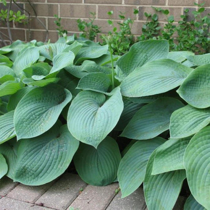 Hostas ELEGANS 8gab