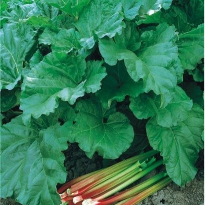 Rabarberi Victoria 8 saknes