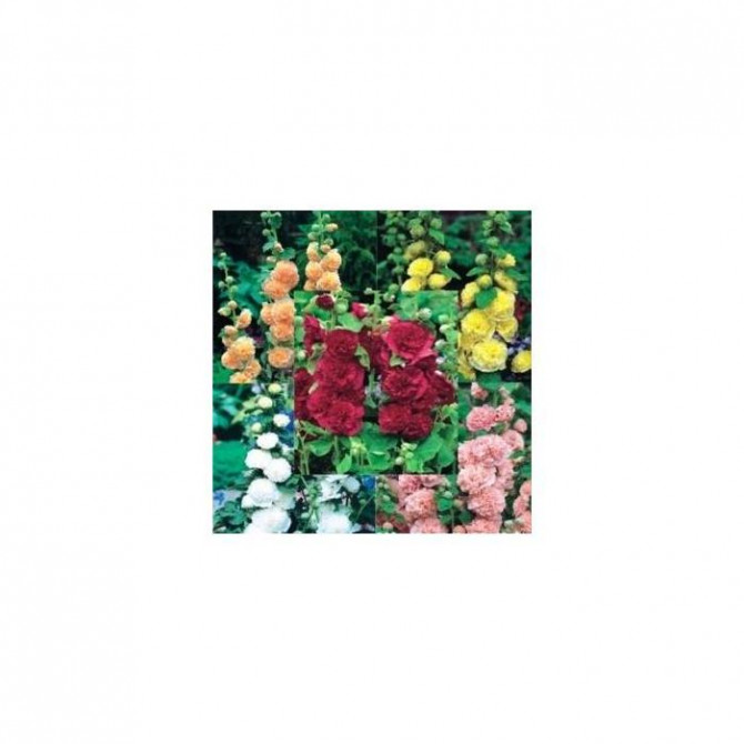 Kāršrozes Izlase 5šķirnes 40gab (saknes)
