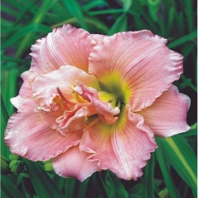 Dienziedes pildītās Double Dream 8gab