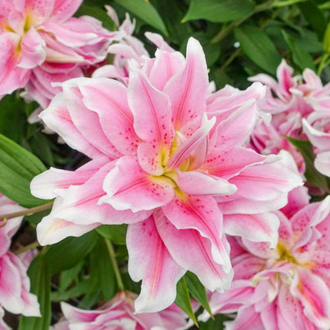 B-S54A Lilijas Austrumu Sweet Rosy 16/18 10gab