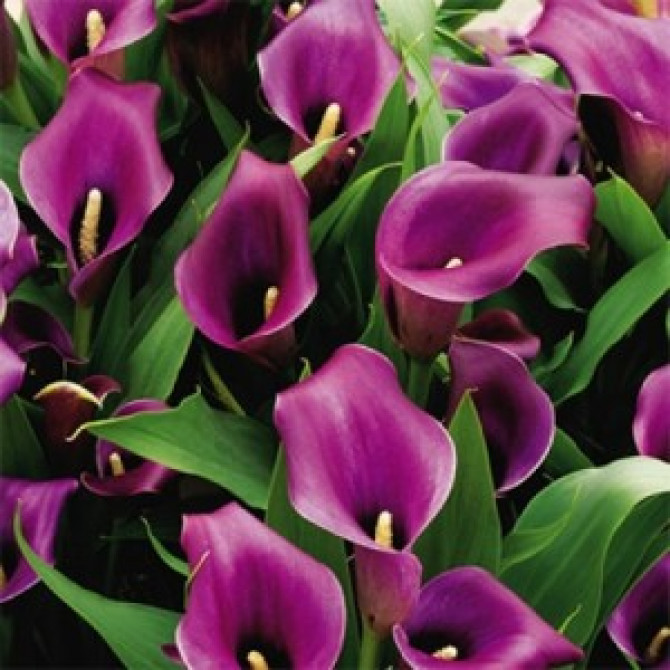 Kallas Purple Sensation 18/20 10gab