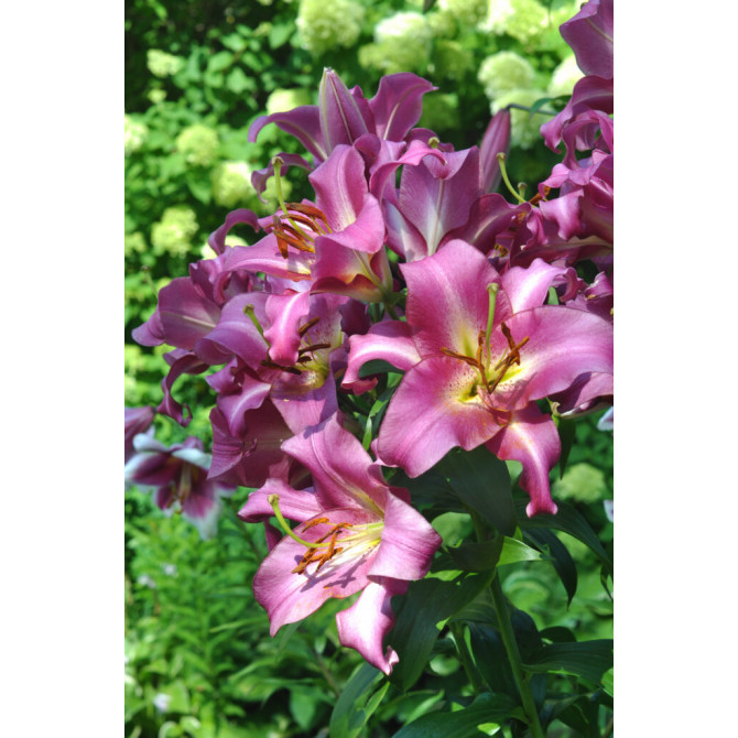Lilijas OT PURPLE LADY 16/18 20gab