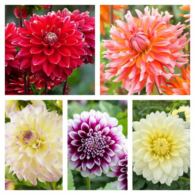 Dālijas dekoratīvās Izlase Nr.2 5šķ. 20gab