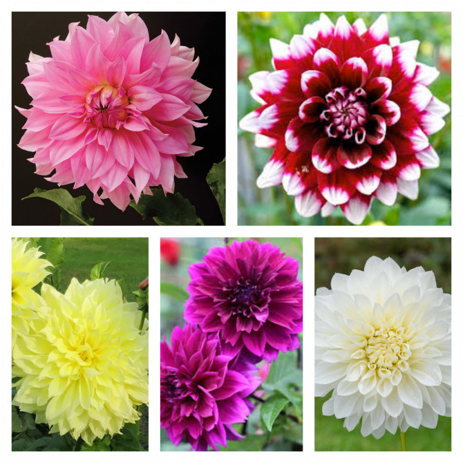 Daliju izlase Nr.1 5 šķ. 20gab