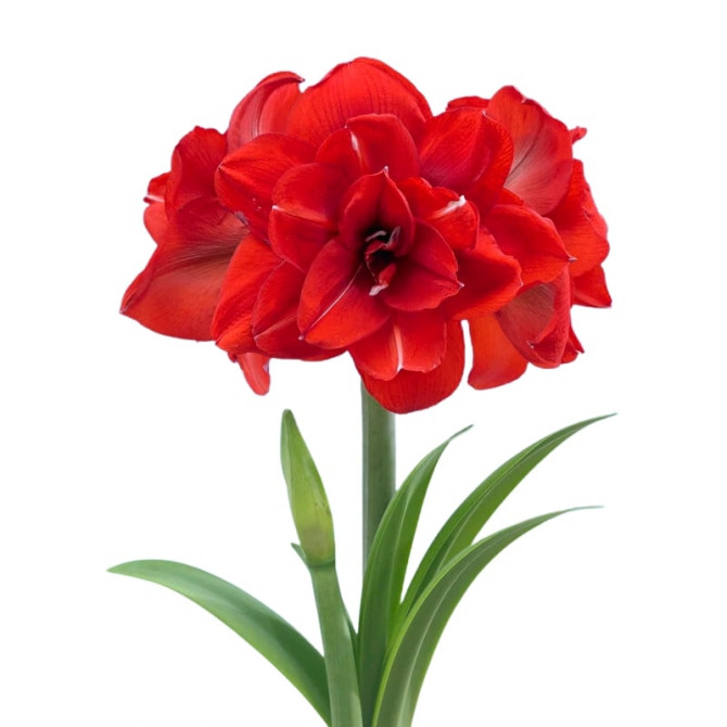 Amarillis Hipeastrs pildītais DOUBLE DELICUOUS 22/24 6gab