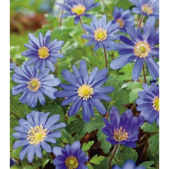Anemones Blue Shades 5 / + 100 gab