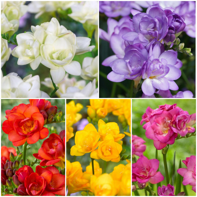 Frēzijas pildītas Izlase 5/+ 250gab