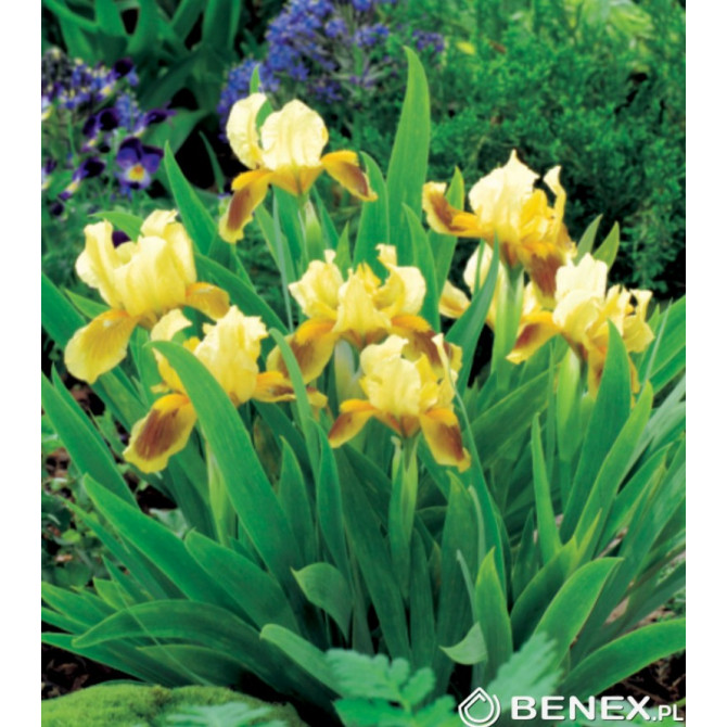 Īriss zemais dārza Ritz 8gab