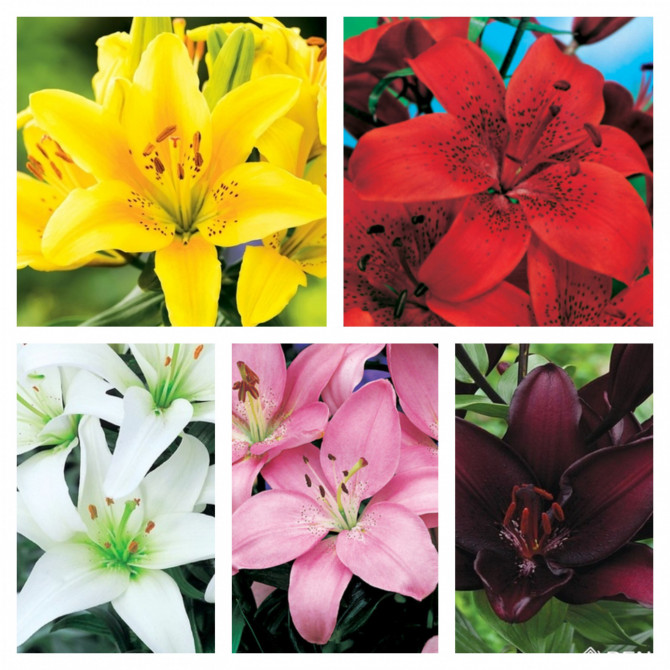 Lilijas Āzijas Izlase Nr.1 16/18, 5šķ 50gab