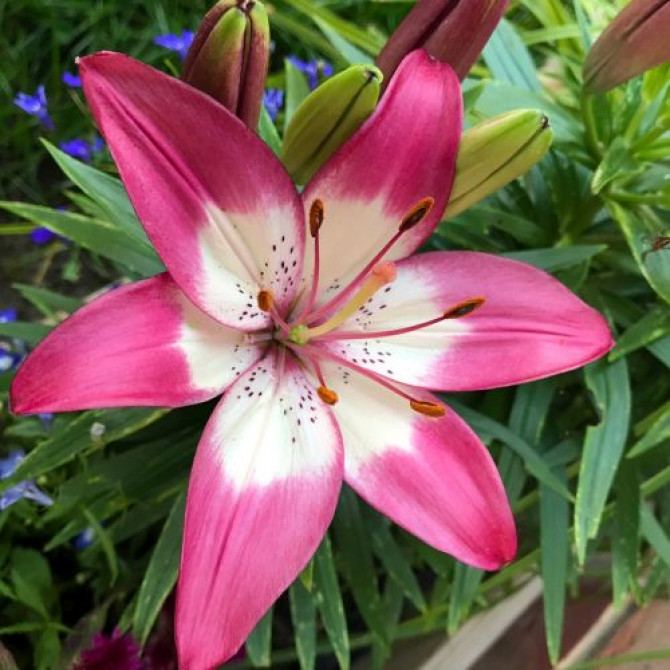 Lilija Lollypop 16/18 20gab