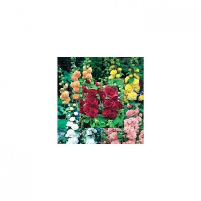 Kāršrozes Izlase 5šķirnes 20gab (saknes)