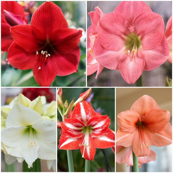 Amariļļi- Hipeastri Izlase NR.1, 5šķ. 22/24 15gab