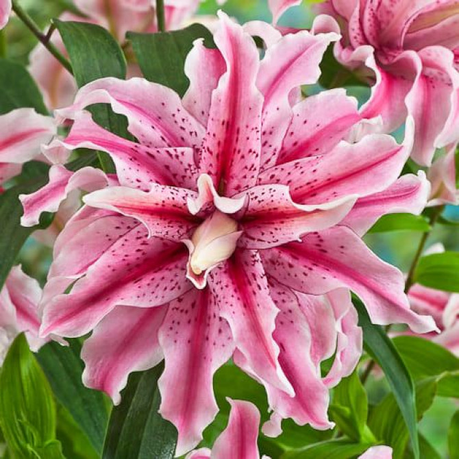 Lilijas Austrumu pildīta Magic Star 14/16 16gab