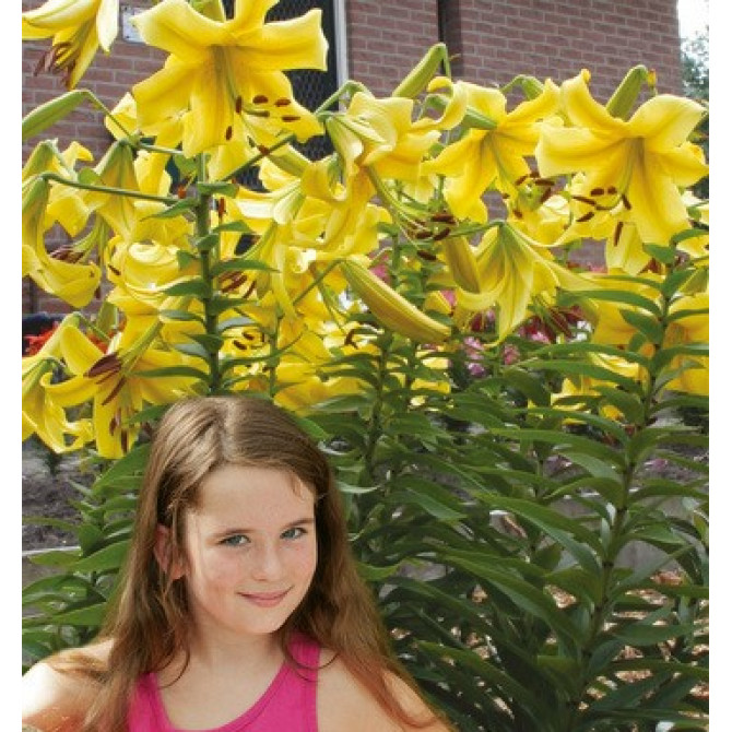 Lilijas OT hibrīds dzeltenas 22/24 14gab