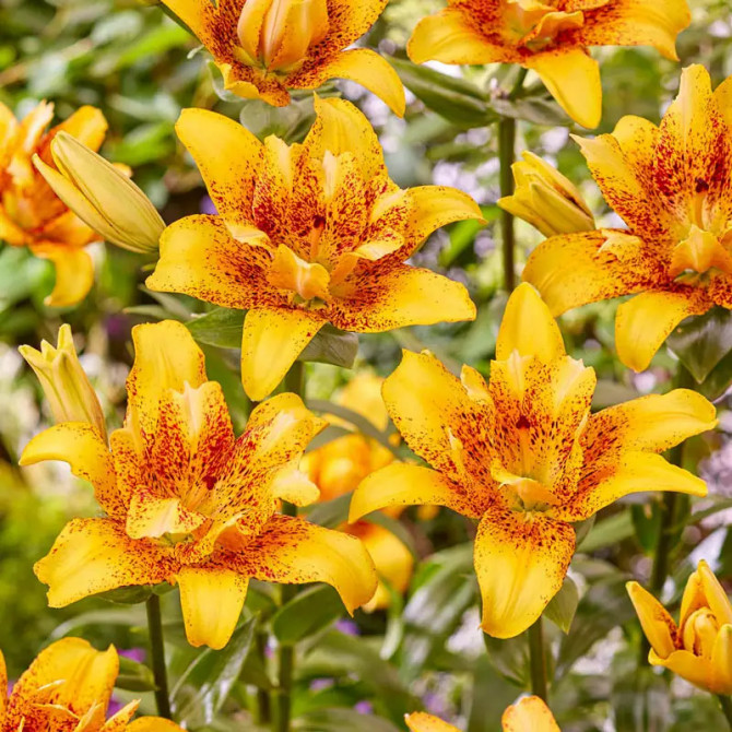 Lilijas Āzijas Double Nugget 16/18 20gab