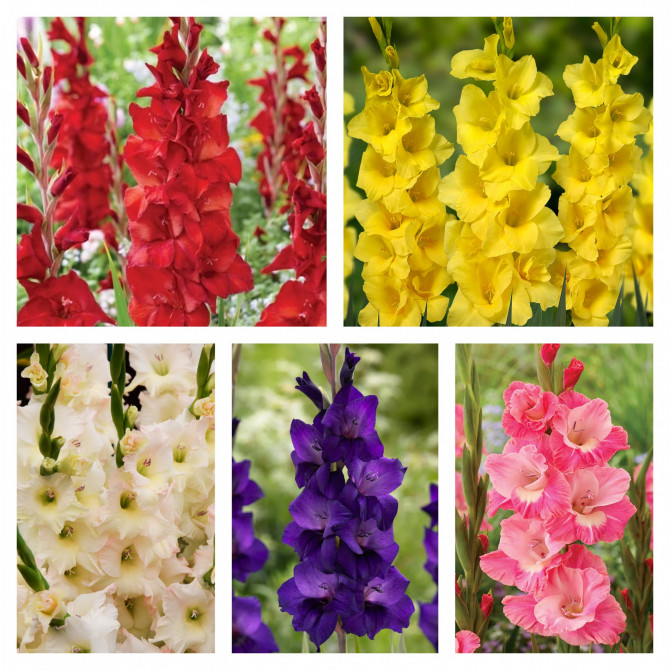 Gladiolas izlase Nr.27 12/14 150gab