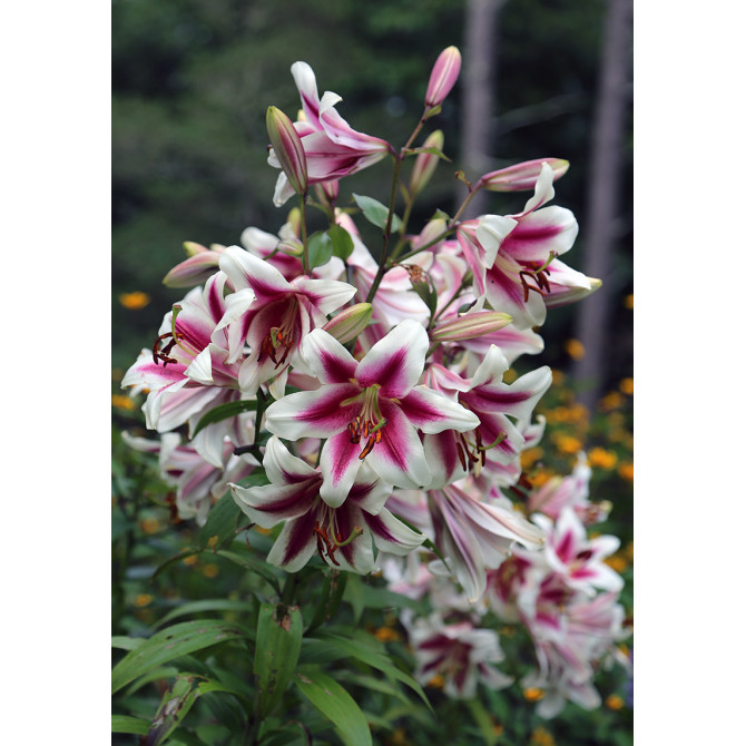 Lilijas OT hibrīds ALTARI 18/20 16gab