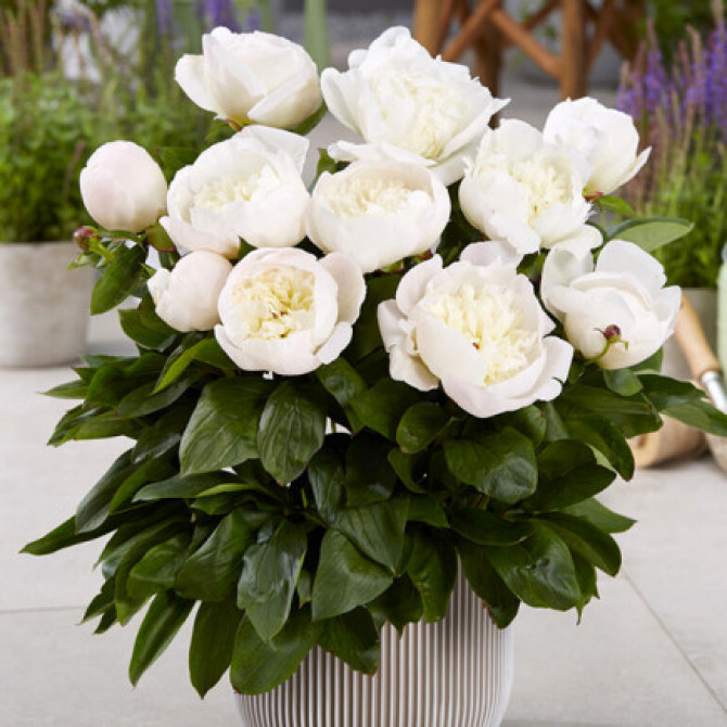 Peonijas zemās PATIO MADRIT 6gab