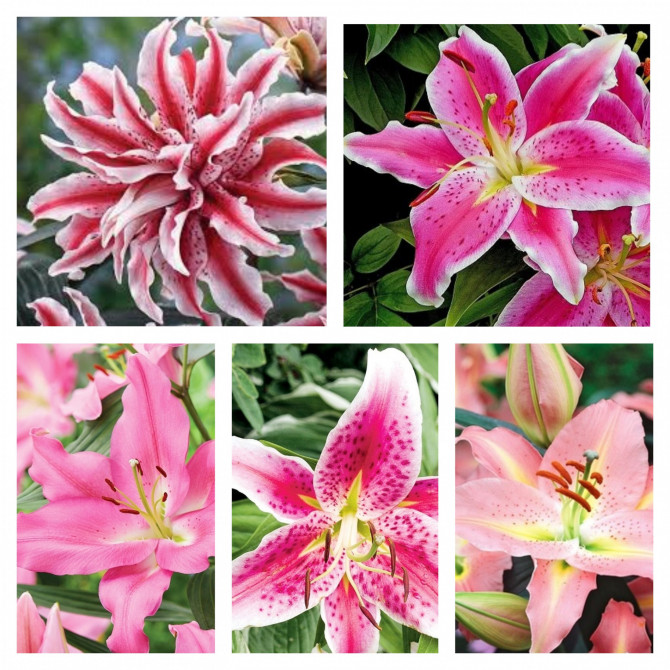 Lilijas Austrumu Izlase Nr.1, 5 šķirnes 18/20 40gab