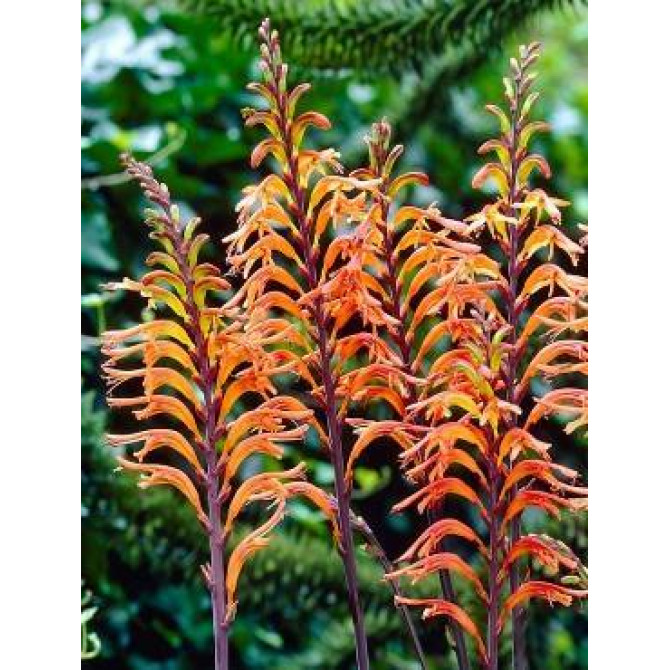 Chasmante Saturnus (Kobras lilija) 12/+ 10gab