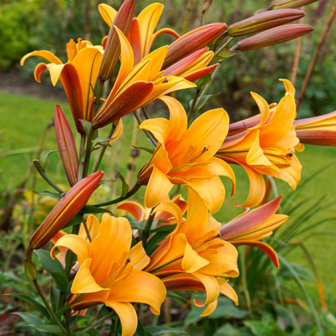 Lilijas Orange Planet 18/20 20gab