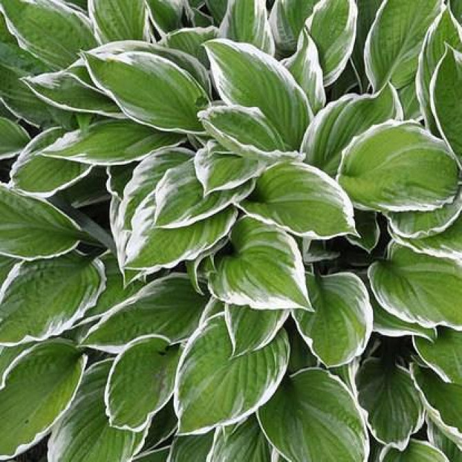 Hostas Crispula 8gab