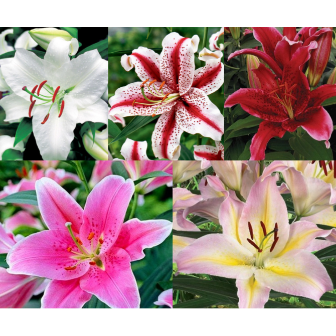 Lilijas Austrumu Izlase Nr.2 18/20 40gab