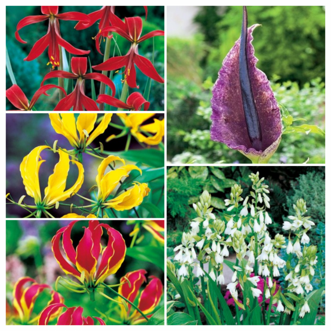 Sīpolpuķu Izlase B 50gab