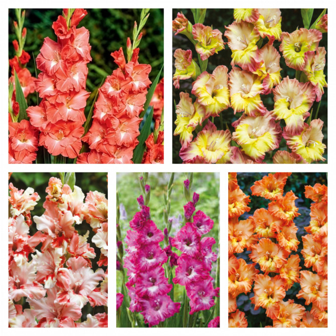 Gladiolas lielziedu izlase Nr.18 12/14, 5šķ. 150gab