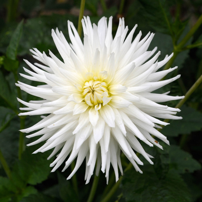 Dālijas kaktusziedu My Love 8gab