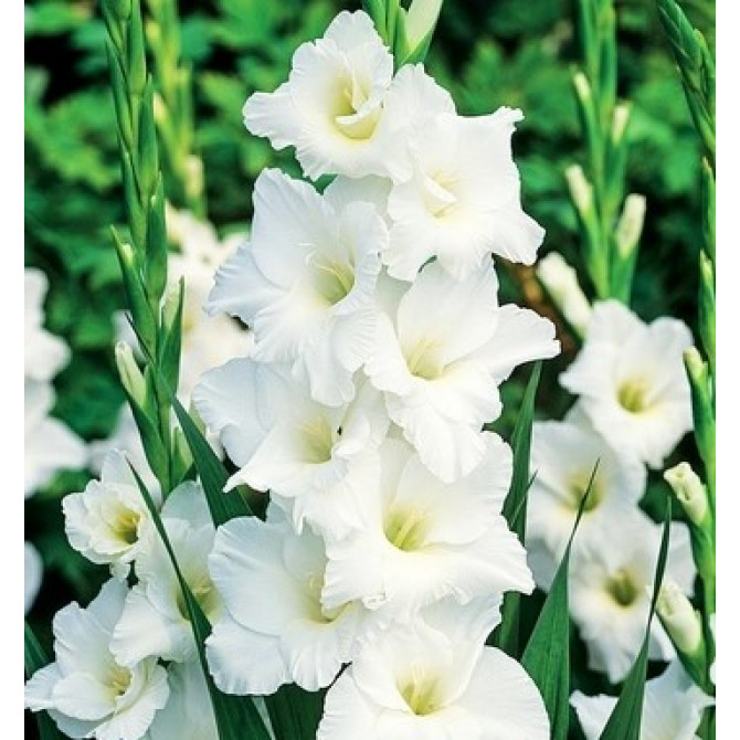 Gladiolas Amsterdam 12/16 60 gab