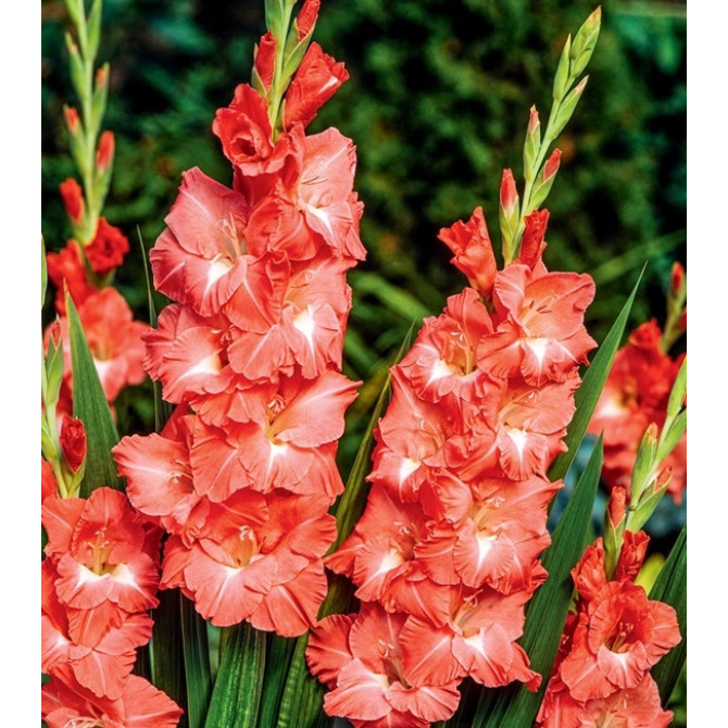 Gladiolas Invictus 12/14 60gab