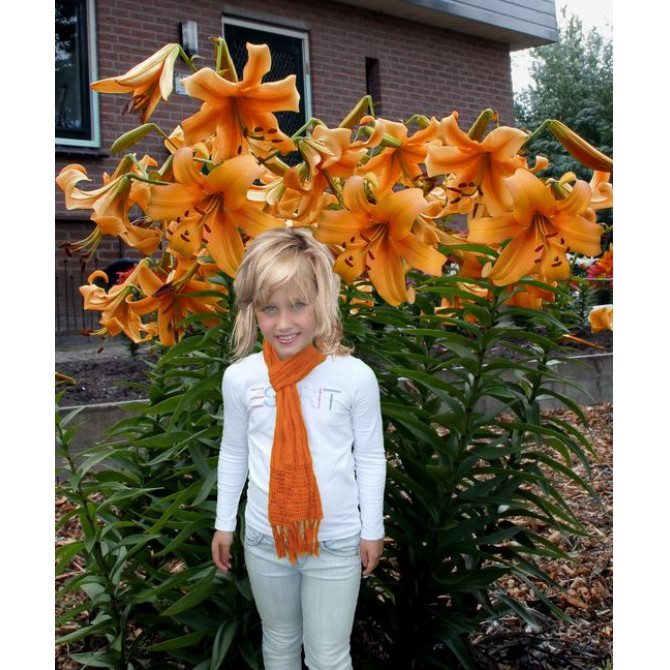 Lilijas ORANGE SPACE 18/20 16gab