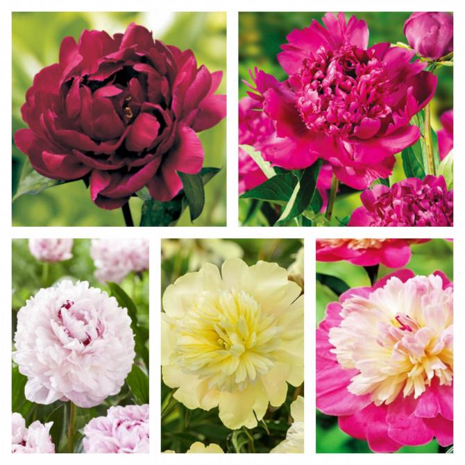 PEONIJAS Izlase Nr.3, 5 šķirnes 15gab