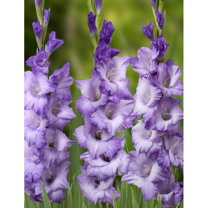 Gladiolas Cobain 12/14  60gab