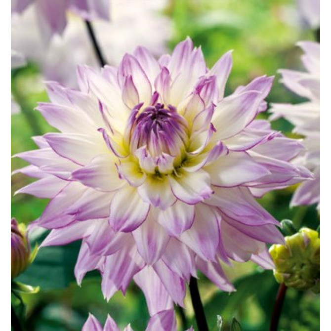 Dālijas Dekoratīvās CRAZY LOVE 8gab