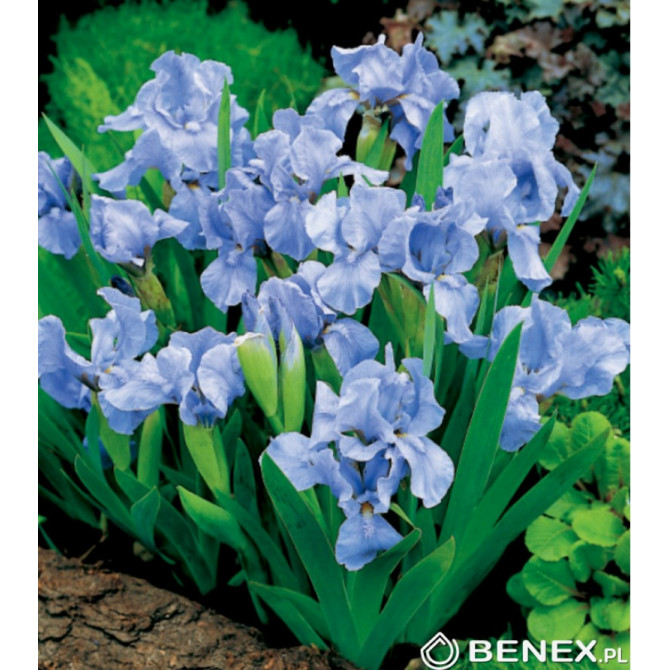 Īriss zemais dārza TRULY 8gab