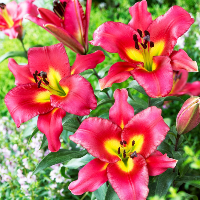 Lilijas OT SATISFACTION 16/18 20gab