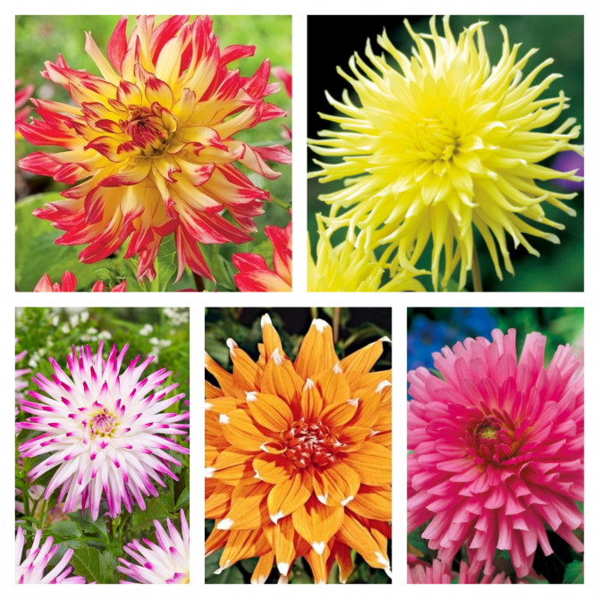 Dālijas kaktusziedu Izlase Nr.2  20gab