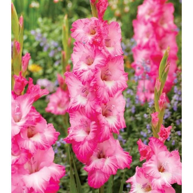 Gladiolas Violet King 12/14 60gab