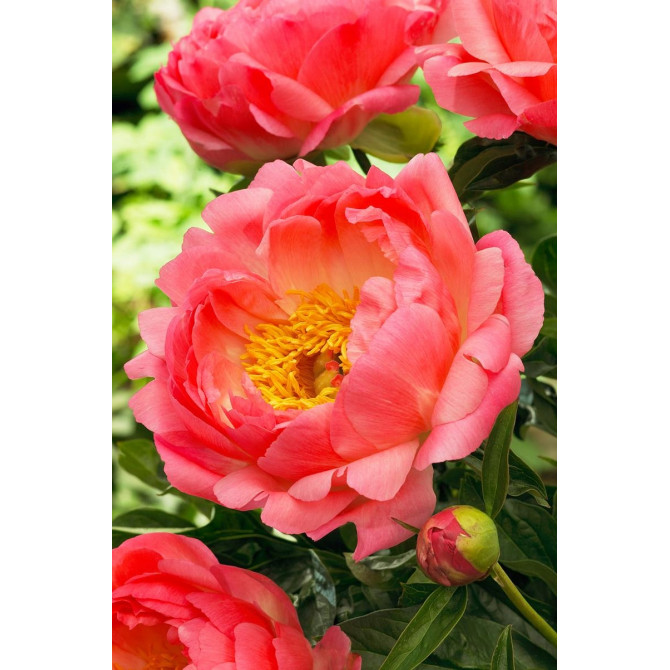Peonijas CORAL SUNSET 8gab