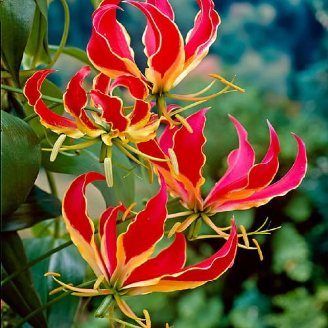 Liesmu lilija (Gloriosa) 15/20 10gab