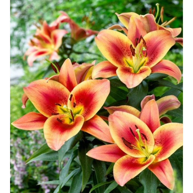 Lilijas OT  hibrīds MONTEGO BAY 16/18 20gab