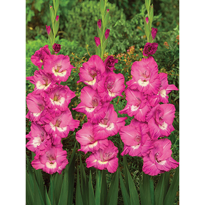 Gladiolas NABLUS 12/14 60gab