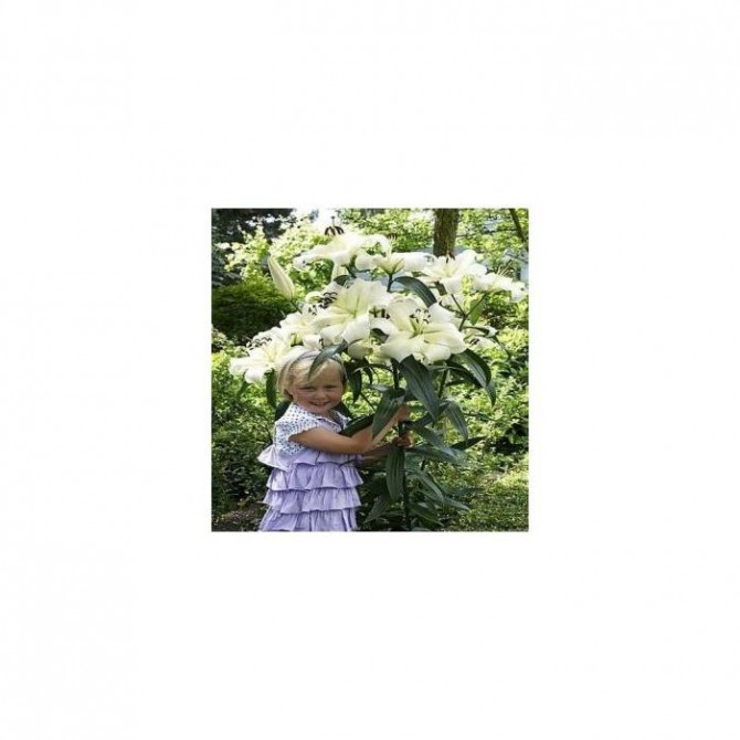 Lilijas OT hibrīds PRETTY WOMAN 16/18 20gab