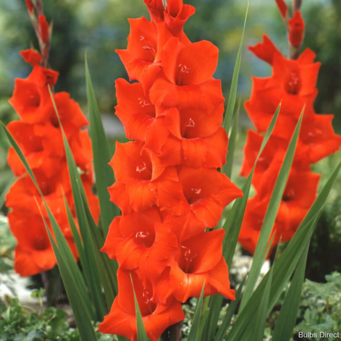 Gladiolas lielziedu Manhattan 12/14 60gab