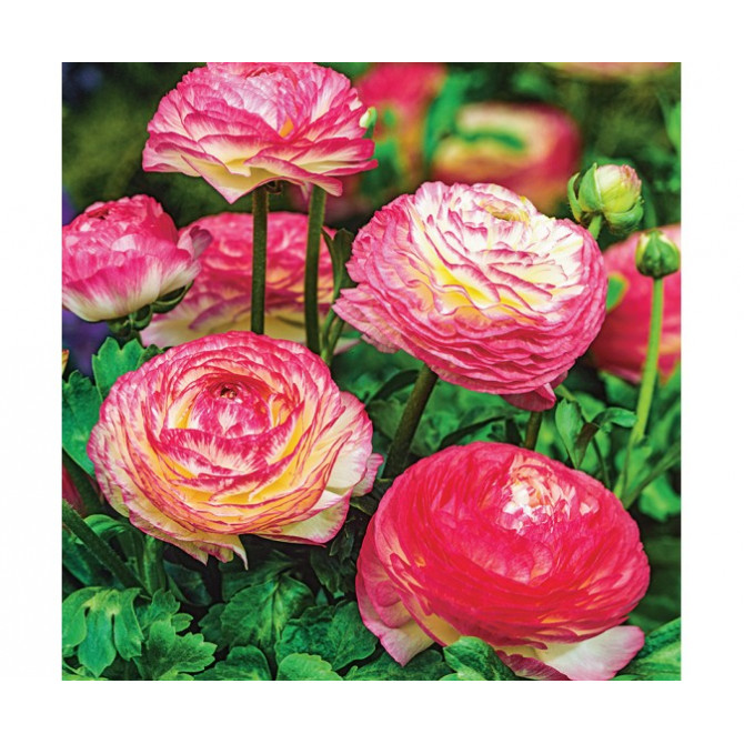 Gundegas Aviv Picotee Rose 6/+ 100gab